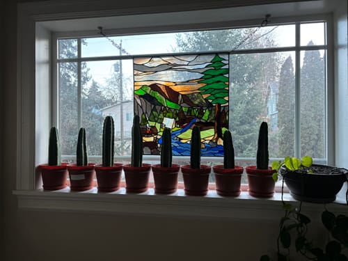 Customer photo review of Trichocereus Pachanoi | San Pedro Cactus Bulk Packs