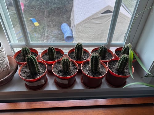 Customer photo review of Trichocereus Peruvianus | Peruvian Torch Cactus