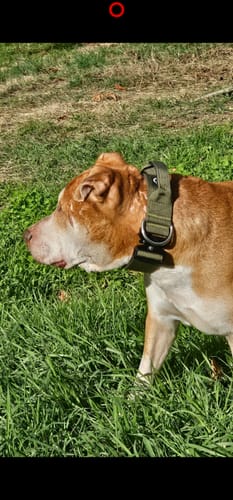 Customer photo review of 5cm Combat® Collar | With Handle & Secure Clip - Metal Grey