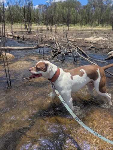Customer photo review of Hand Made Leather Dog Collar - Classic Brown and Chrome (Wide Fit)