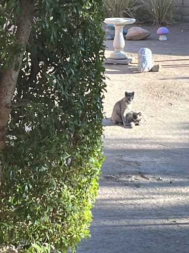 Customer photo review of 6x Blisso Advanced Cat Probiotic