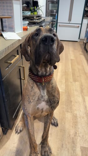 Customer photo review of Hand Made Leather Dog Collar - RuffNeck Cherry & Brass (Wide Fit)