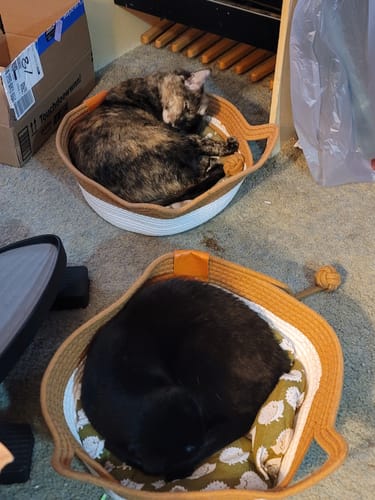Customer photo review of Instinct Basket | Handwoven & Chemical-Free Cat Territory