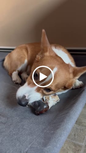 Customer video review of Ostrich Knuckle (Medium – 4" x 3"): The Perfect Chew for Small to Medium Dogs & Sensitive Stomachs