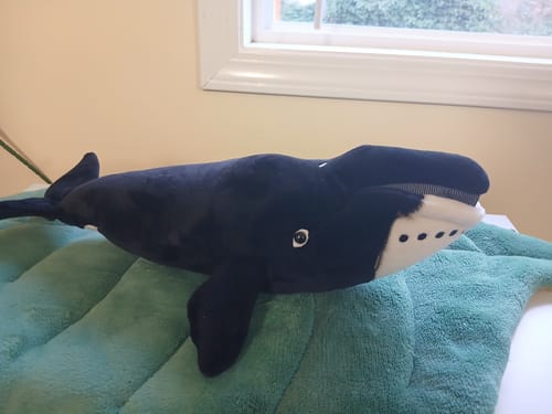 Customer photo review of Lifelike Bowhead Whale Plush Toy – Soft, Realistic, and Cuddly