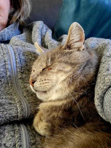 Customer photo review of 2x Blisso Advanced Cat Probiotic | Cat Probiotic for Diarrhea & Kidney Support