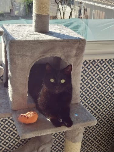 Le chat noir d'un client est assis dans un arbre à chat, attendant ses croquettes au saumon.
