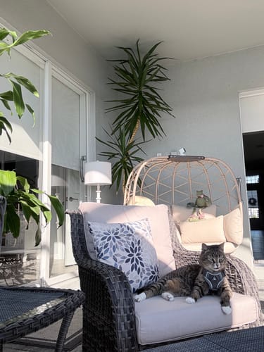 Customer photo review of 6x Blisso Advanced Cat Probiotic | Cat Probiotic for Diarrhea & Kidney Support