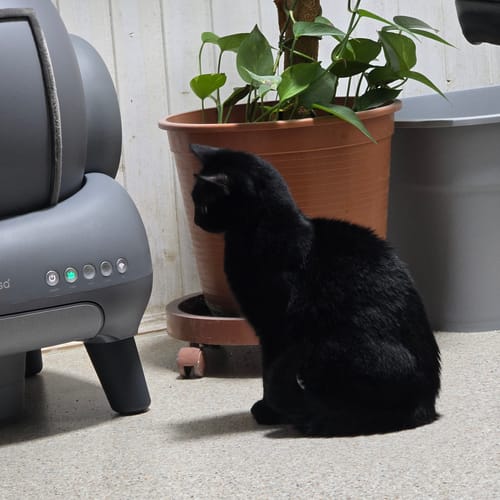 Customer photo review of Neakasa M1 Plus Selbstreinigende Katzentoilette mit offenem Design