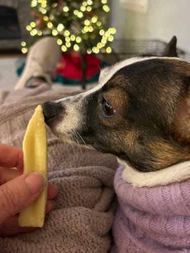 A reviewer holds a Long-Lasting Yak Chew for their small dog in a purple sweater to sniff up close.