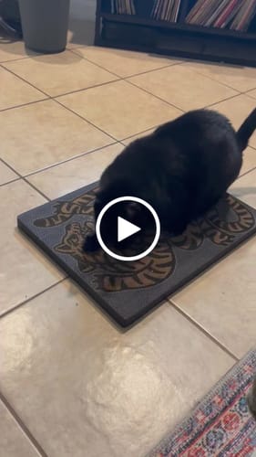 Customer video review of Asian Tiger - Luxury Cat Scratching Board
