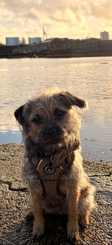Customer's dog wearing the brown tweed Trail & Glow Harness while sitting by the water at sunset.