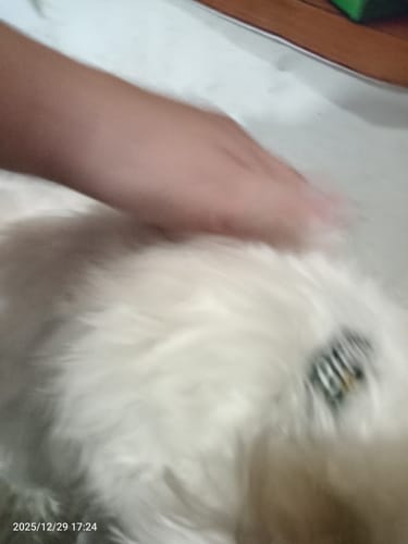 Customer photo review of Collar personalizado para Mascota: Huellitas