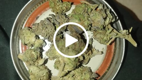 Customer video review of Gotti OG THCA Don Flower
