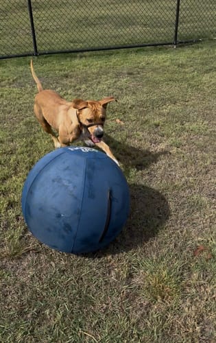 Customer photo review of Herding Ball Covers- Cover + Nylon Bag (Only)