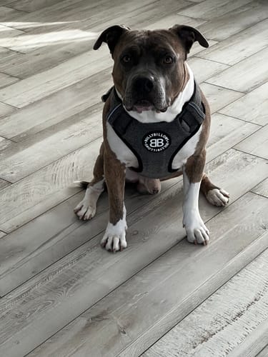 Customer photo review of Premium Comfort Herringbone Harness | Non Restrictive - Stone Grey
