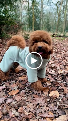 Customer video review of Matcha | The Capsule Fleece Bodysuit