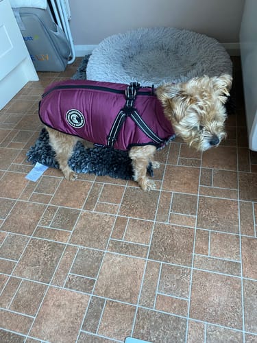 Customer photo review of Wintro - Quilted Waterproof Dog Coat with Harness Built In
