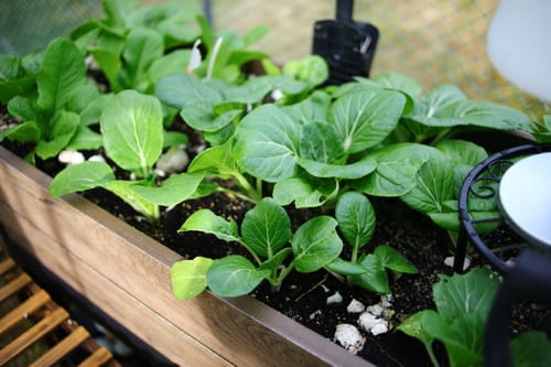 Customer photo review of Signature Elevated Garden Bed - Pine