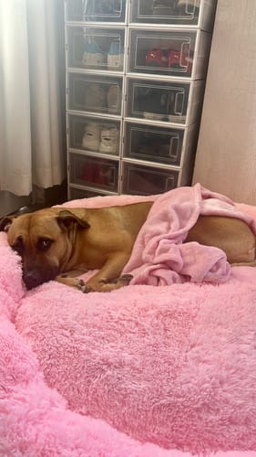 El perro de un cliente descansa en la suave Cama Antiestrés rosa, cubierto con una manta.