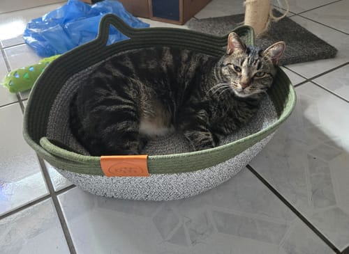 Customer photo review of Instinct Basket | Handwoven & Chemical-Free Cat Territory