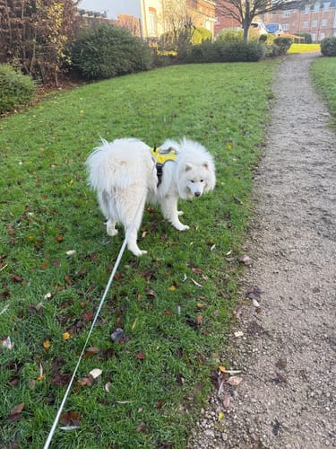 Customer photo review of FIDA No Pull Harness