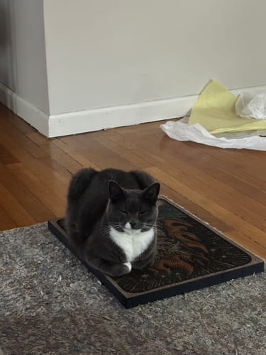 Customer photo review of Chaos Maker - Luxury Cat Scratching Board