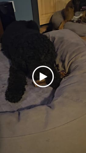 Customer video review of Medium Ostrich Cane (10" x 3"): The Long-Lasting, Flavor-Packed Chew for Medium & Large Dogs
