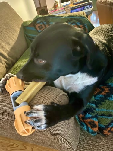 Customer's black and white dog chewing a 12-Inch Beef Collagen Stick held in an orange toy on a couch.