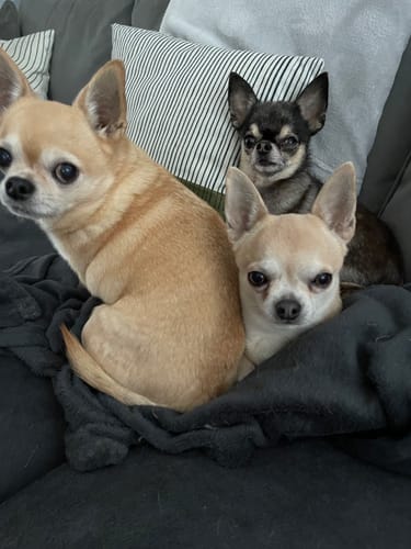 Customer photo review of McAdams British Free Range Chicken & Scottish Salmon Small Breeds Dog Food