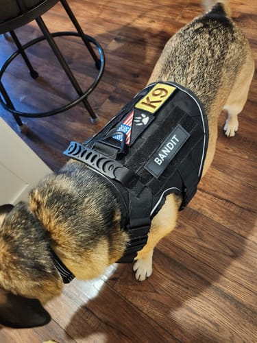 Customer's dog wearing the black Tactical K9 Dog Harness with a custom "Bandit" patch on a wood floor.