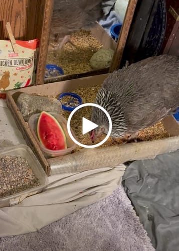 Customer video review of Daily Deworm + Gut Support