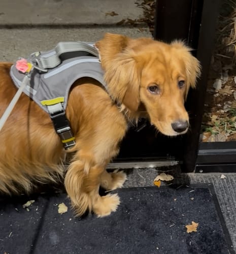 Customer photo review of FIDA No Pull Harness
