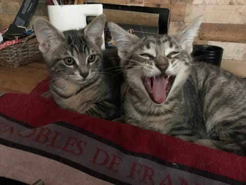 Les deux chats tigrés d'un client se reposent, l'un bâillant de satisfaction après avoir mangé la pâtée au poulet.