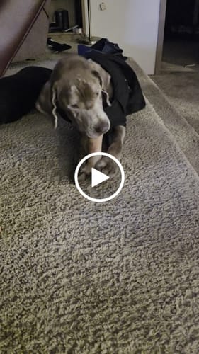 Customer video review of Smoked Beef Marrow Bone
