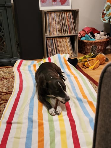 Reviewer's dog lying on a colorful striped towel enjoying a 6 Inch Stuffed Collagen Stick.
