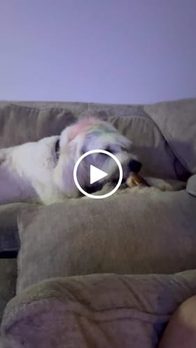 Customer video review of In Time For Christmas Large Dog Bundle