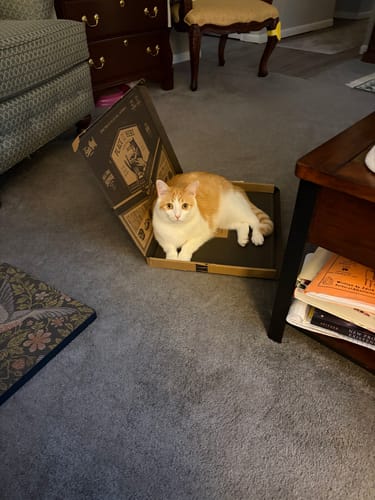 Customer photo review of Strawberry Vine - Luxury Cat Scratching Board