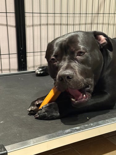 Customer photo review of Large Dog Black Friday Bundle (Your 12oz Jerky+2 Large Bones+12" Hick. Bully)