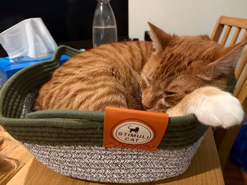 Customer photo review of Instinct Basket | Handwoven & Chemical-Free Cat Territory (Voted #1 Basket By 5,000+ Cat Families)