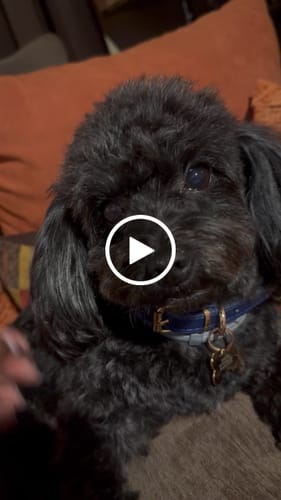 Customer video review of Custom Engraved ID Tag