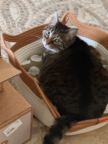 Customer photo review of Instinct Basket | Handwoven & Chemical-Free Cat Territory +4 FREE GIFTS