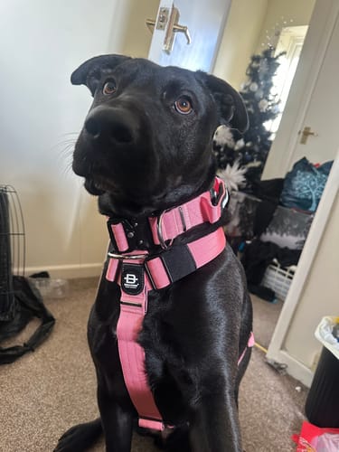 Customer photo review of Bullyion All Action® Pro Power Dog Collar with Handle Tactical Military Grade 5cm Width