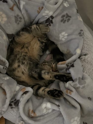 Le chaton du client dort, enroulé dans une couverture grise douce.