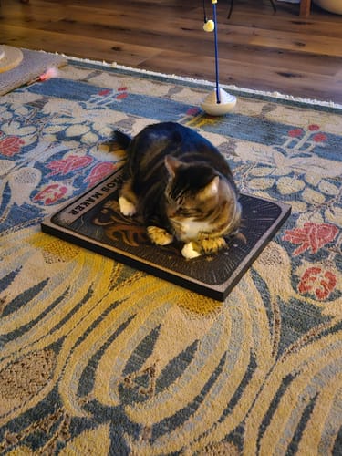 Customer photo review of Chaos Maker - Luxury Cat Scratching Board