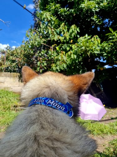 Customer photo review of Collar personalizado para Mascota: Mandala