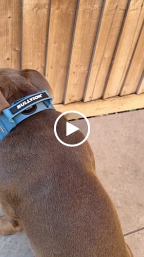 Customer video review of Bullyion All Action® Dog Traffic Lead Short & Adjustable Anti Tangle