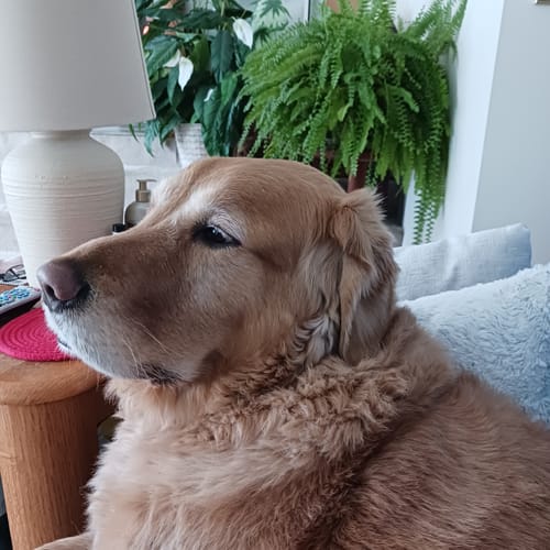 Customer photo review of All Natural Baked Biscuits - 10 oz