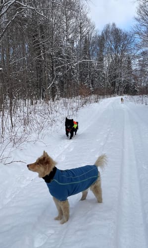 Customer's dog wears the blue Climate Changer™ Fleece Jacket in the snow.