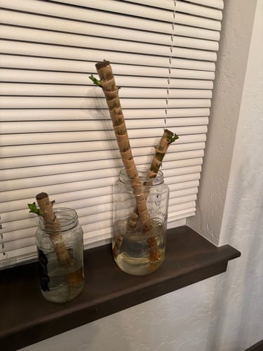 Customer's cut Dracaena stalks with new green growth propagating in jars of water after using Plant Food.